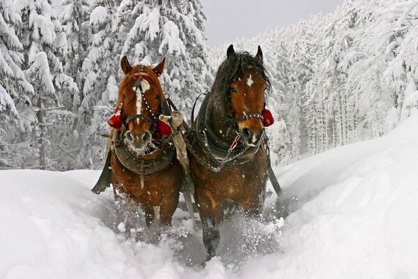 Dois cavalos correndo em uma floresta de neve