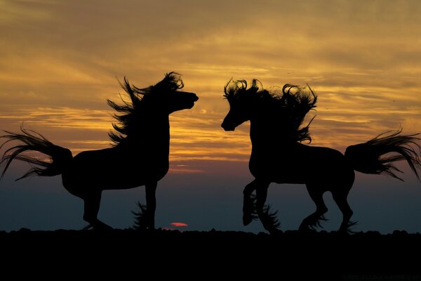 Silhouetten von Pferden, die bei Sonnenuntergang herumtollen