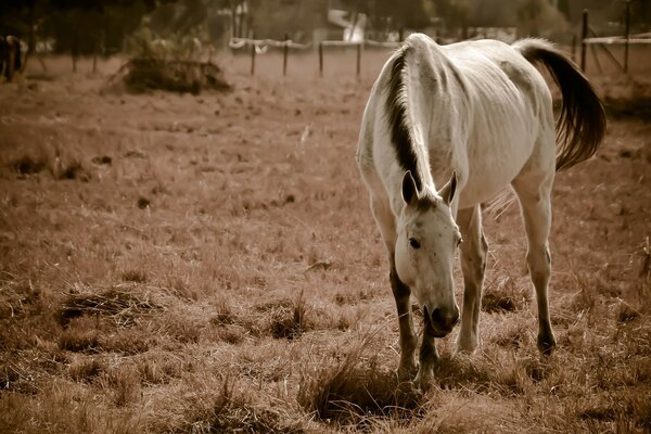 Caballo blanco pastando en el Prado