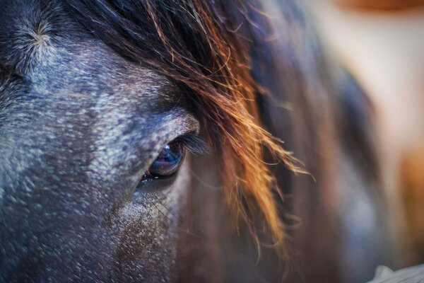 Photo les yeux du cheval sage