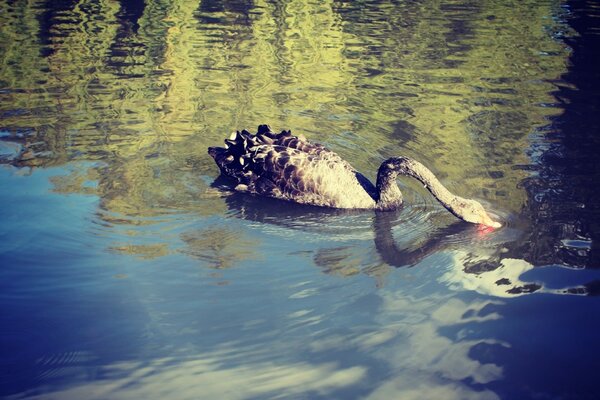 Un cisne nadando en el agua y bebiendo