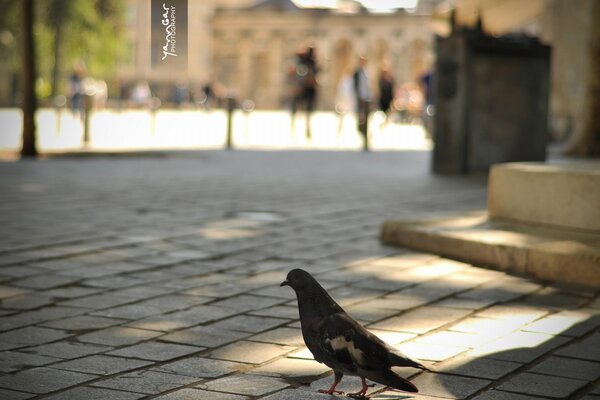 A pigeon walks along a city street