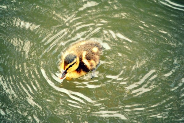 Gelbes Entlein schwimmt im Teich