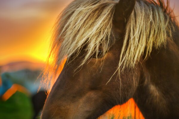 Portrait d un cheval closeup