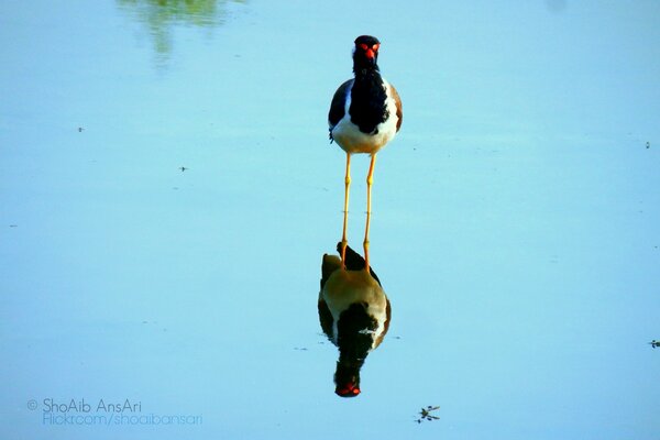 A waterfowl is reflected in the water