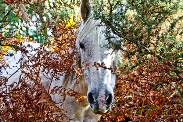 The colors of nature. Horse outdoors