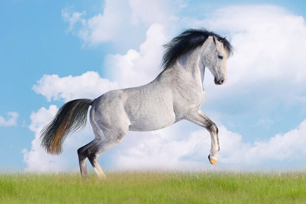 Un caballo blanco con cola negra y melena cabalga alegremente por el campo