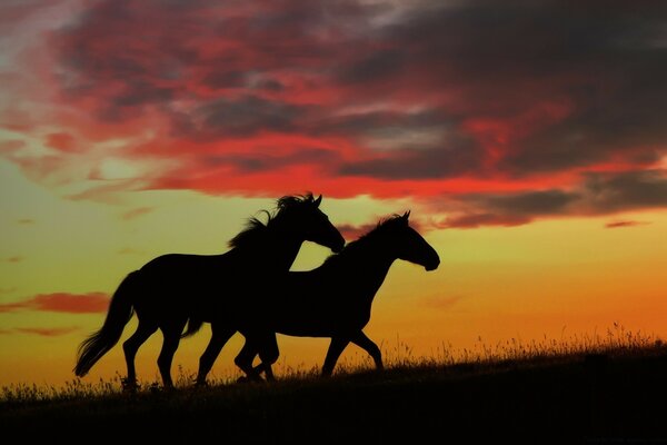 A pair of horses running across a field at sunset