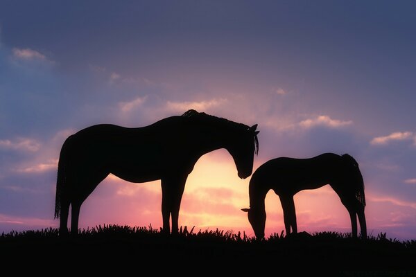 Ein Pferd mit einem Fohlen auf einem Sonnenuntergangsfeld