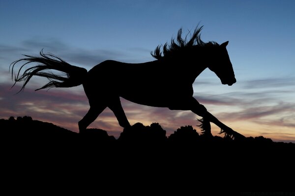 Dunkle Pferde Silhouette rast auf Himmelshintergrund