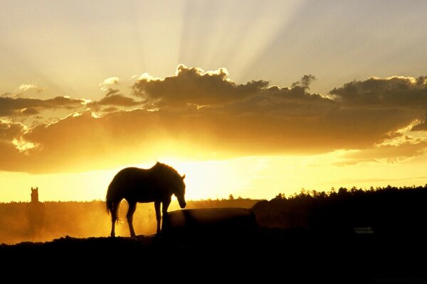 Ein einsames Pferd bei Sonnenuntergang