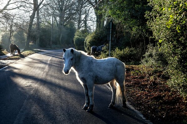 Cavallo bianco in piedi in pista