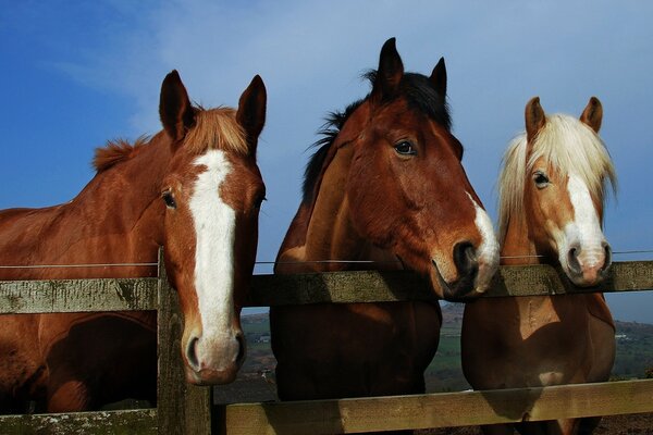 Grace and charm of horses