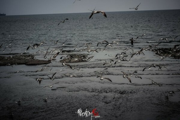 Bandada de gaviotas sobre las olas del mar