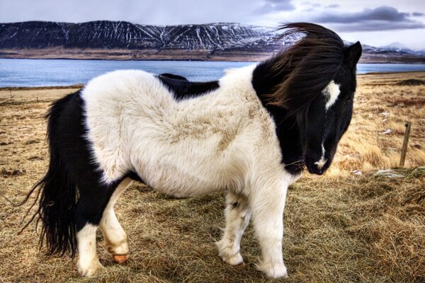 Pferd auf dem Bauernhof. Schöne Aussichten und Tiere