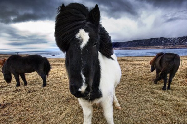 Jeu de noir avec blanc sur le museau du cheval