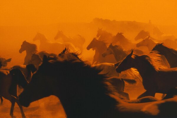 Troupeau de chevaux adultes se précipitant au coucher du soleil