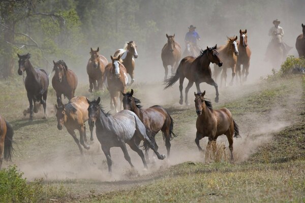 The herd runs driven by the rider