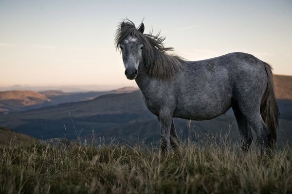 An unusual horse of gray color against the background of beautiful nature