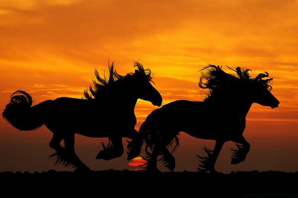 Silhouettes of horses can be seen at sunset