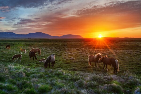 Horses graze in a field at sunset