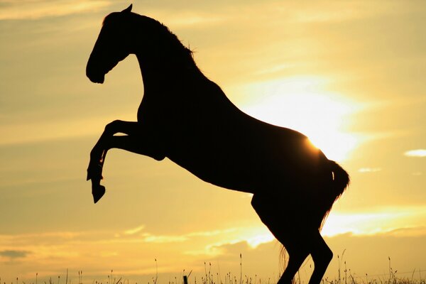 The horse rears up against the background of the sun