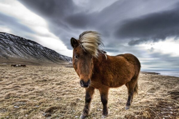 The horse is walking in a strong wind