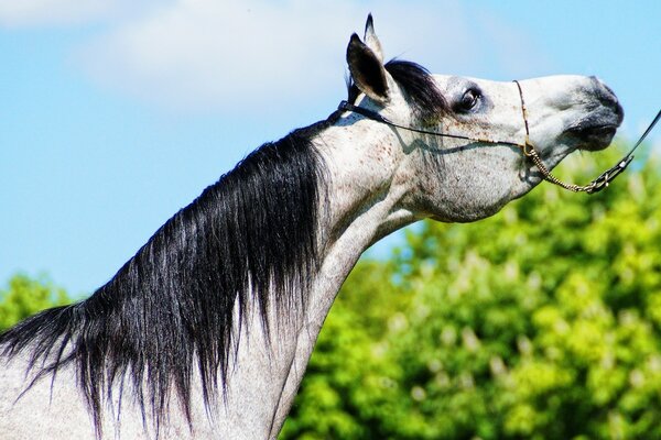 The faithful white horse is waiting for the rider