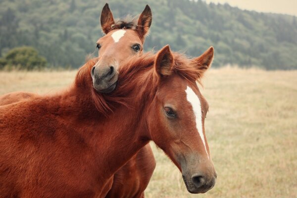 The foal lovingly embraces the mother-horse