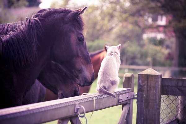 I cavalli nel recinto comunicano con il gatto bianco