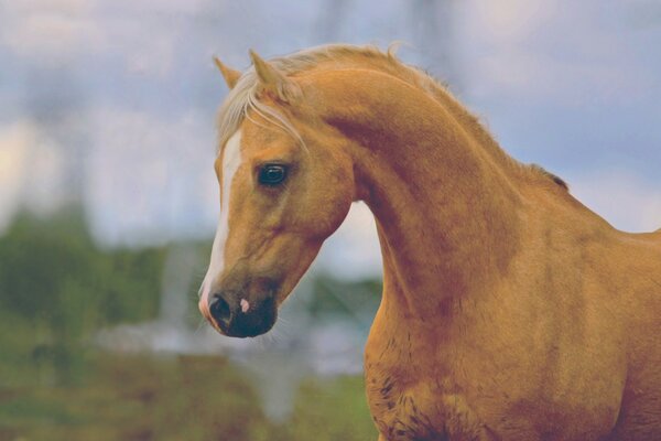 Foto do cavalo marrom