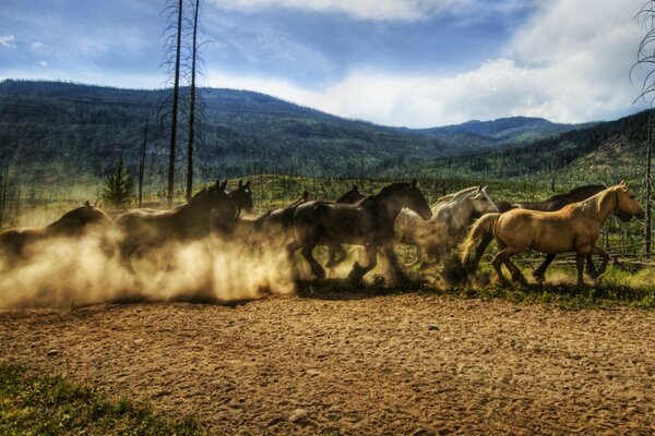 Eine Herde von Mustangs in der Steppe