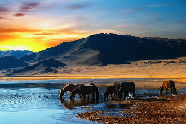 Los caballos al amanecer beben agua del lago. Hermosas vistas. Viajes