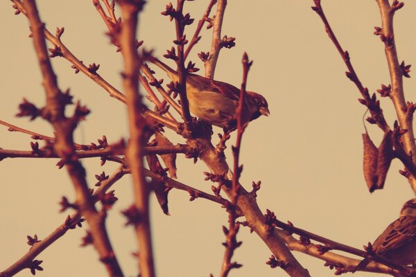 Dialogue of birds before flight