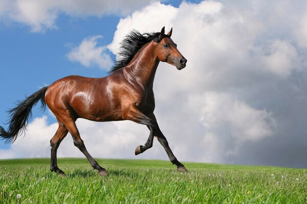 Cavalo marrom correndo no prado