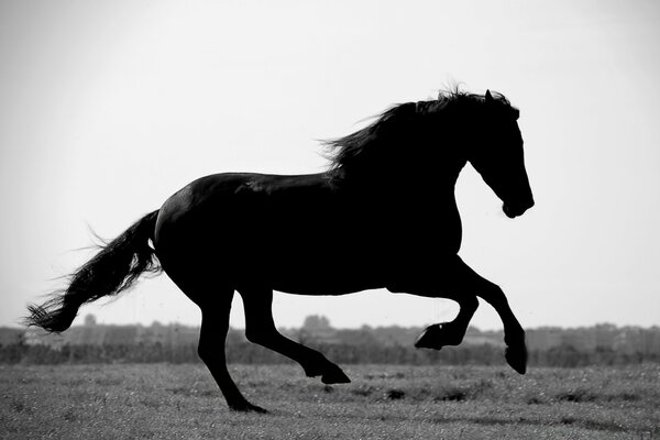 Junger Hengst reitet einen Holopulver