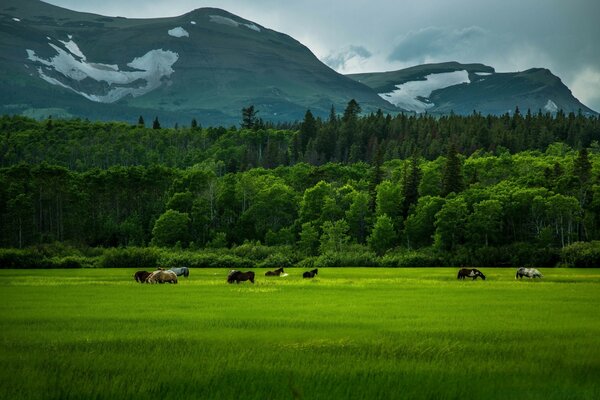 Chevaux paissent dans un champ près des montagnes