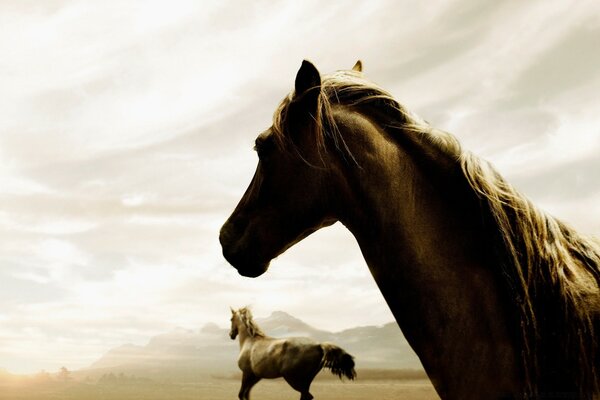 Two horses on a sandy beach