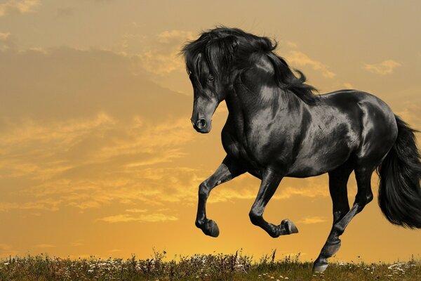 A fast black horse runs across the field