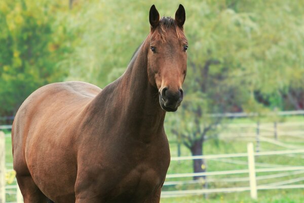 Futura mamma cavallo nel recinto