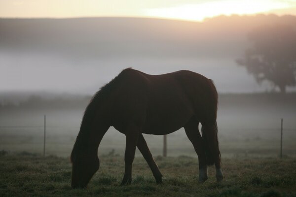 Evening walk through the foggy field