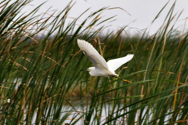 A waterfowl flies through the grass