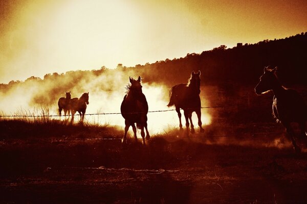 A group of horses galloping in a bright light