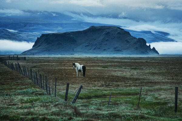 A lone horse in a paddock next to a hill