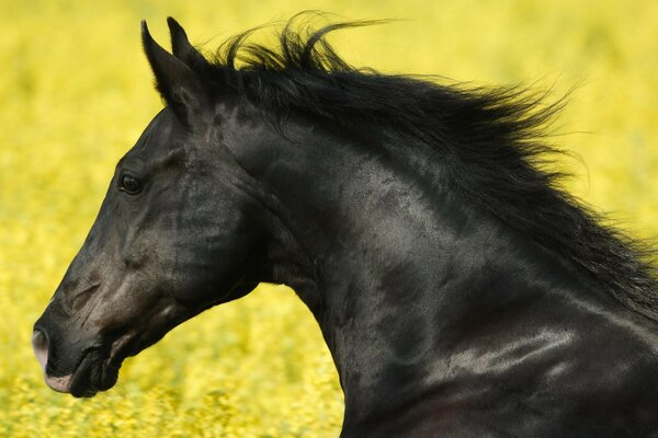 Un cheval noir court sur un champ de fleurs jaunes