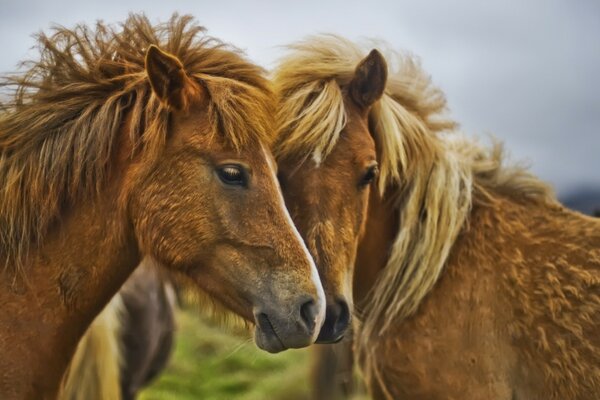 Caballos mamíferos animal caballería