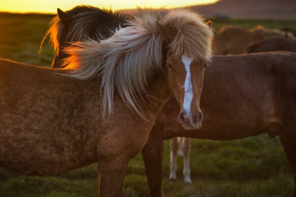 A couple of horses grazing on the grass