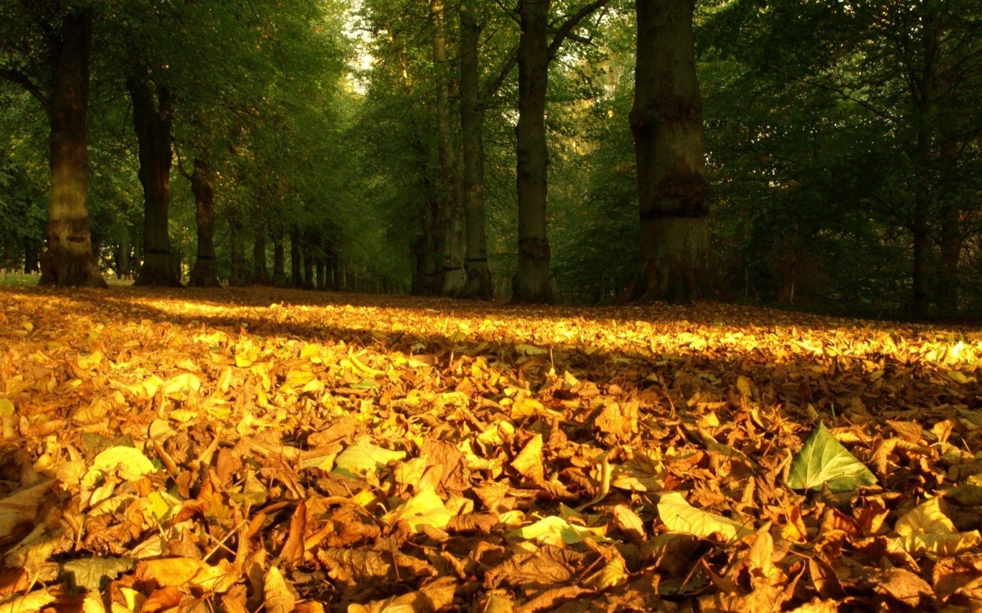 leaves fall leaf tree wood park outdoors nature environment maple season daylight landscape gold scenic fair weather light road lush