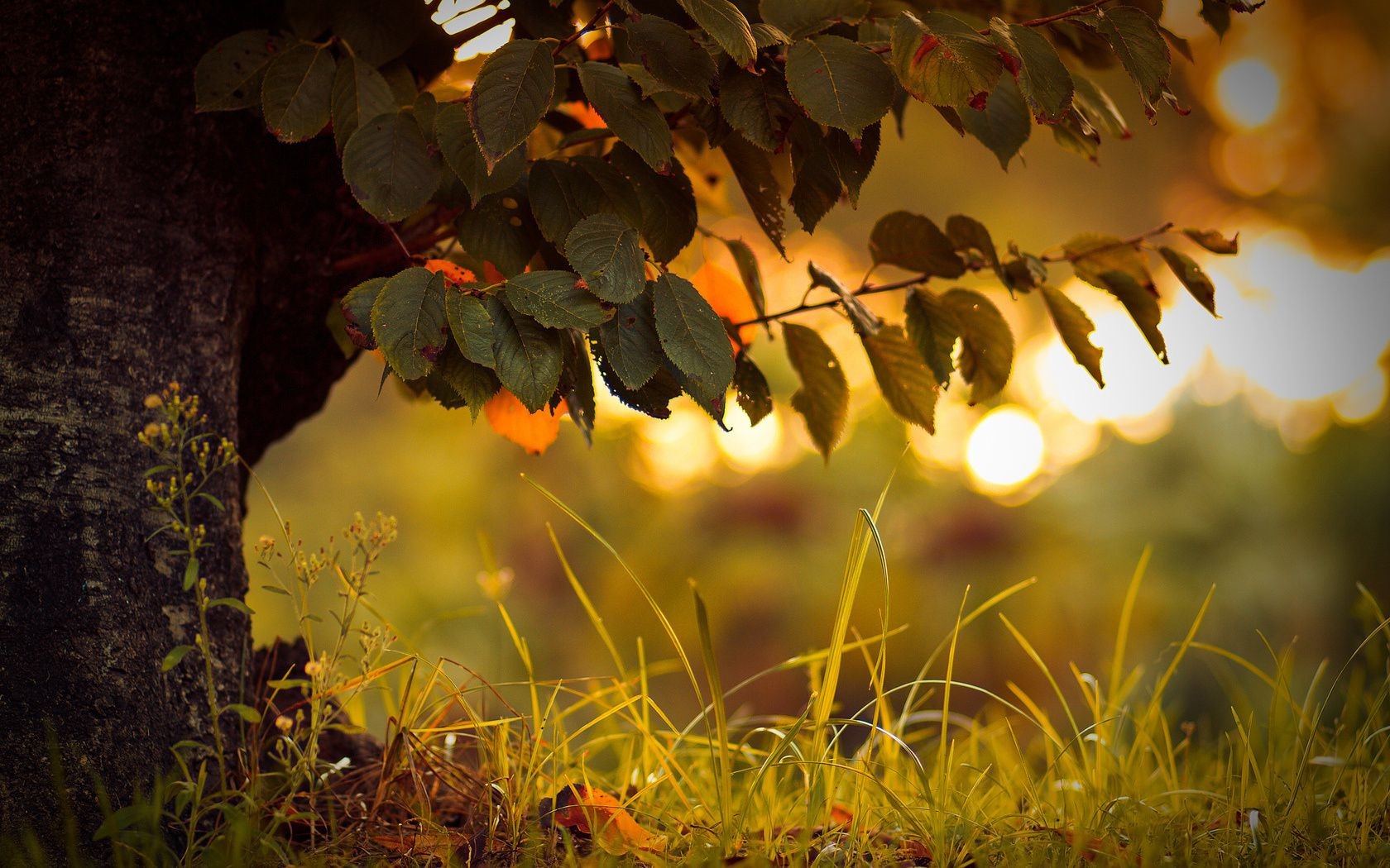 piante autunno foglia albero natura colore luce desktop flora sole stagione giardino oro legno bel tempo luminoso