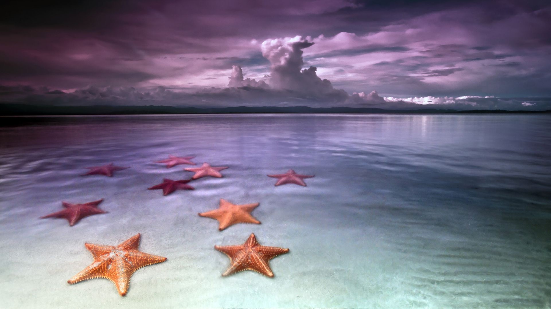 starfish water seashore beach travel sand reflection sea ocean summer sunset sky sun